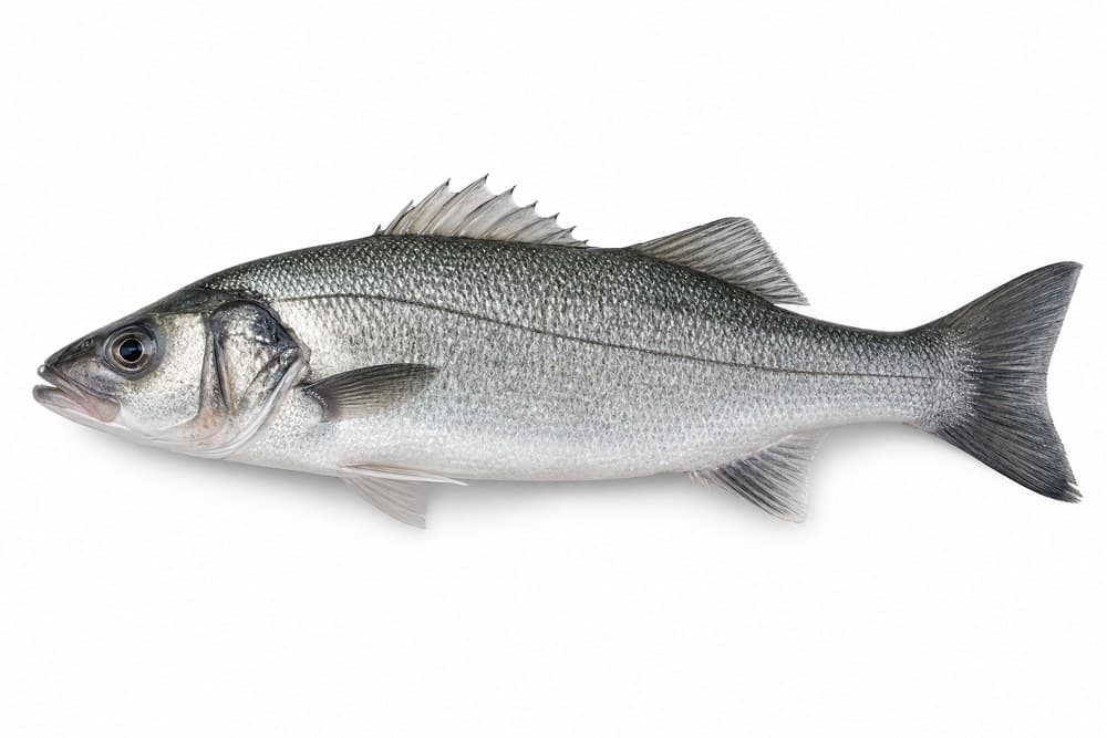 Levrek